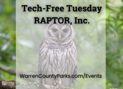 barred owl sitting in a tree